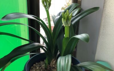 君子蘭が咲きそうです